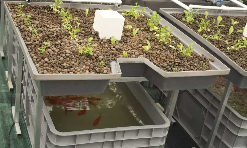 Aquaponics Fish