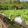 Aquaponics System