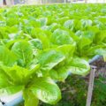 Benefits of Aquaponics