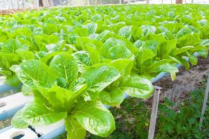 Benefits of Aquaponics