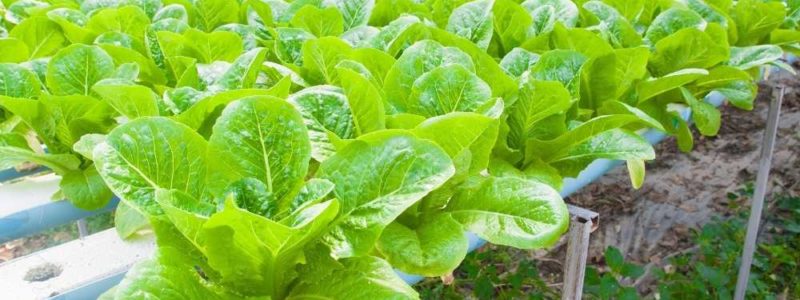 Benefits of Aquaponics