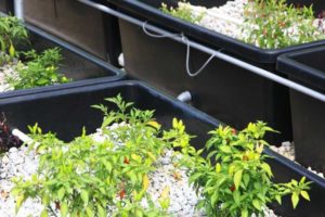 How to Choose the Right Aquaponics Tank