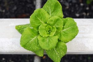 Organic Aquaponics