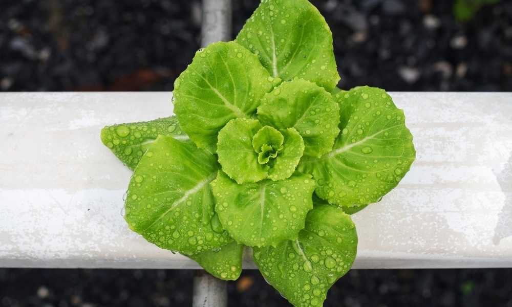 Organic Aquaponics