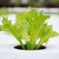 The History of Aquaponics