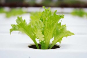 The History of Aquaponics