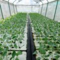 What Are The Advantages of Aquaponics