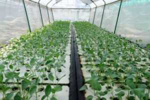 What Are The Advantages of Aquaponics?