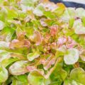 What Can You Grow Aquaponics