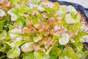 What Can You Grow With Aquaponics?