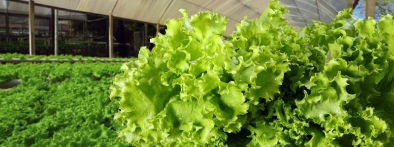 What is Aquaponics?